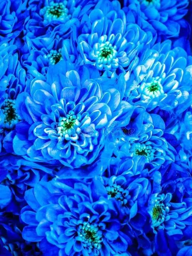 蓝色的菊花