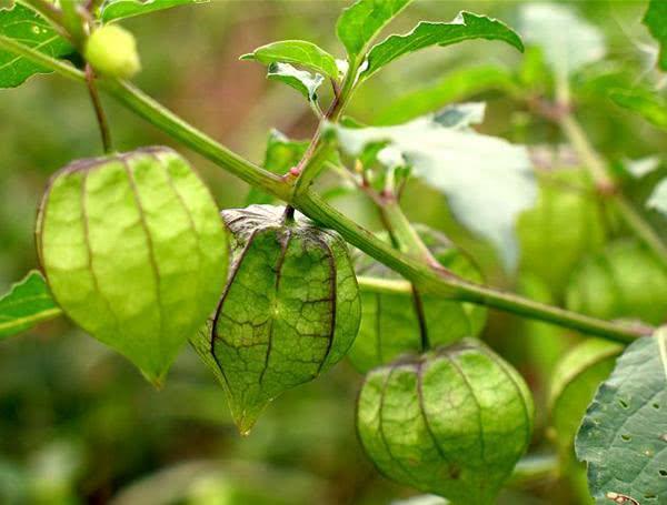 酸浆又名酸泡,挂金灯,戈力,灯笼草,灯笼果,洛神珠,泡泡草,鬼灯等.