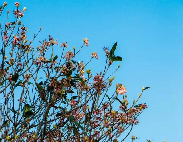 野生吊钟花什么时候开花，吊钟花结果吗（鲜艳的春节红已提早报春）