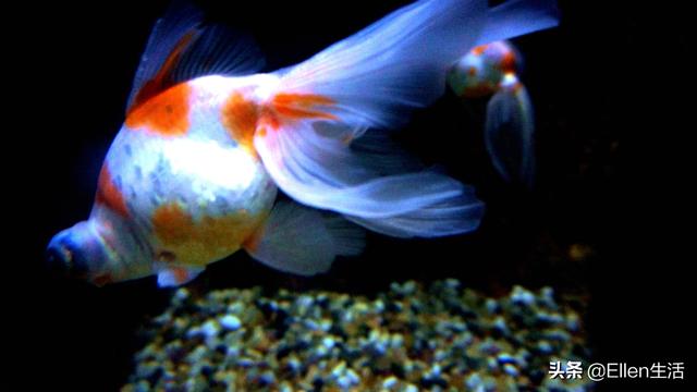 金鱼的图片大全，金鱼图片微信头像（其实他还有着美好的寓意）