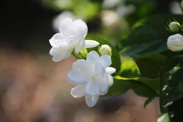 家里千万不能养茉莉花，家里为什么不能种茉莉（越养越废整天病恹恹）