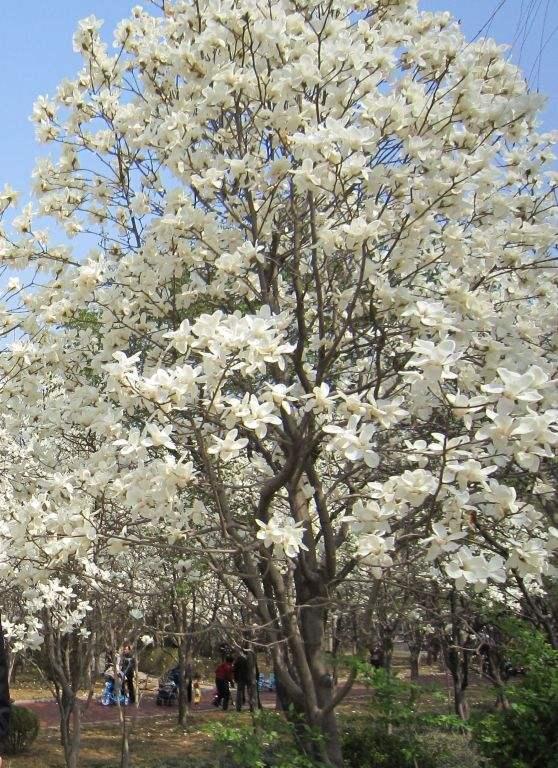 上海的市花是什么，上海市花白玉兰（上海市花是什么花,象征什么）