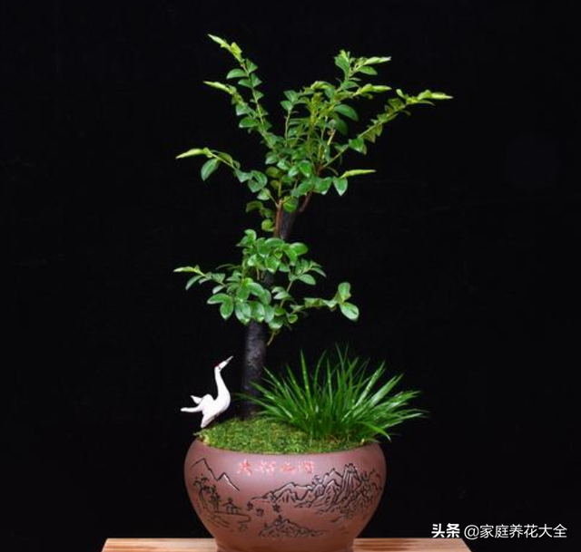 小叶紫檀盆景图片，小叶紫檀盆景养护技巧（盆景首选小叶紫檀）