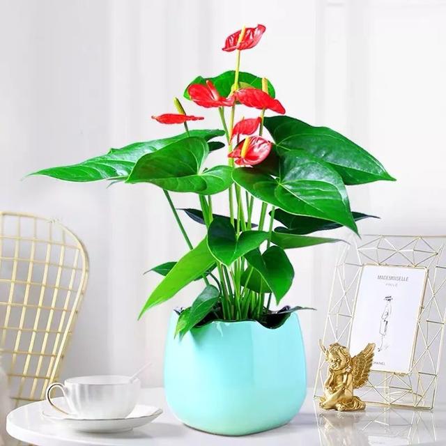 安祖花,适合懒人,新手养的六种花(安祖花图片)