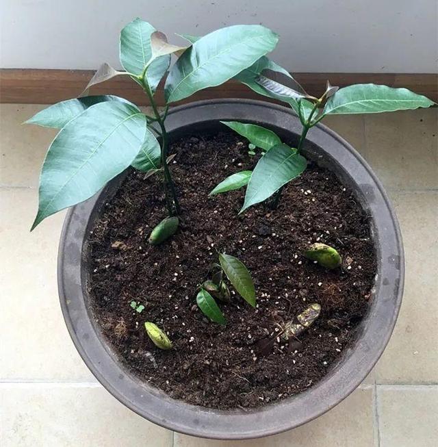 芒果种子怎么种，一个夏天就能长成小树苗