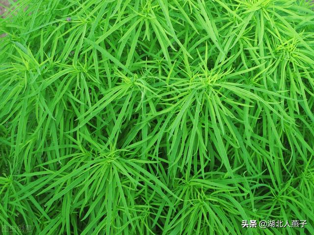 野菜种类有什么，野菜的种类和图片大全（你想要的野菜这里都有）