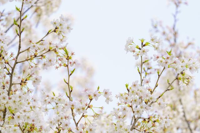 花非花歌词欣赏，花非花歌词（今日分享白居易词一首《花非花》）