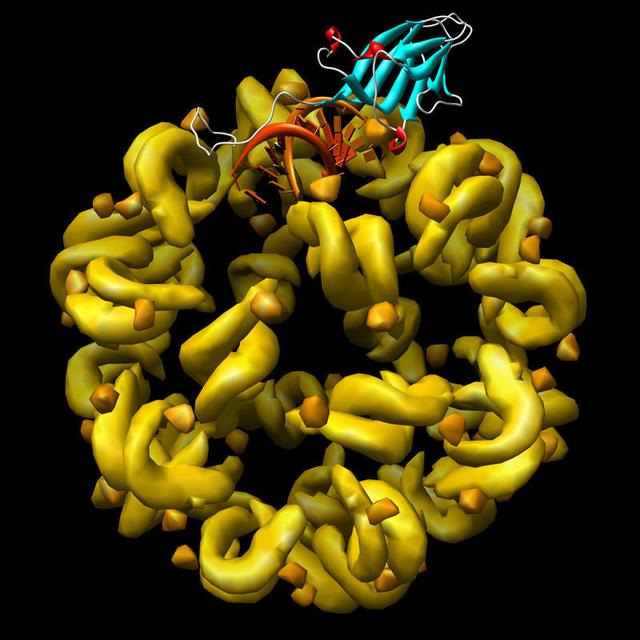rna是什么意思，RNA是什么（生命起帆的物质：RNA）