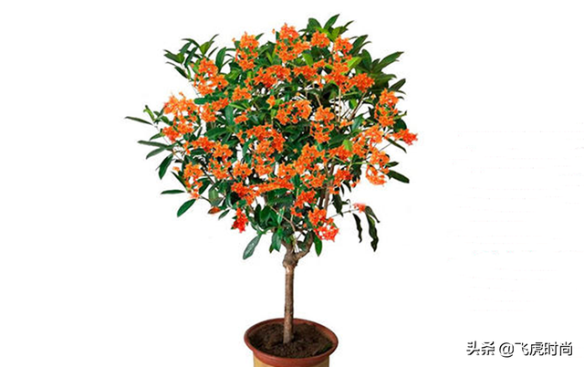 四季桂花放在客厅好吗 桂花如何养殖，四季桂花放在客厅好吗（五个桂花品种中的佼佼者）