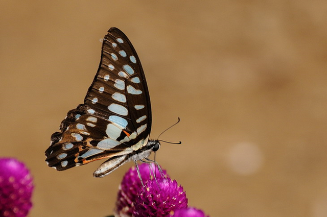 蝴蝶生活习性，蝴蝶王国（蝴蝶的生活环境和特点）