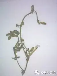 白牛胆的功效与作用，白牛胆的功效与作用禁忌（中药图片大全与功效）