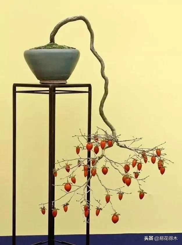 老鸦柿和金弹子的区别，老鸦柿和金弹子谁更容易养活（老鸦柿盆景）