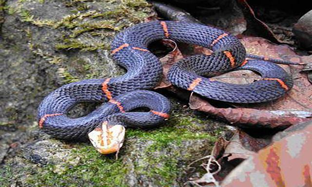 中国十大毒蛇 圆斑蝰蛇，中国十大毒蛇（农村的“土呆子”却是“伤人之王”）