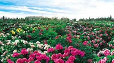 菏泽好玩的地方，菏泽晚上有好玩的地方吗（菏泽这4个4A级景区你都去过了吗）