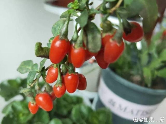 不锈钢盆可以放烤箱吗，烤箱里可以放不锈钢盆吗（10种花最养人）