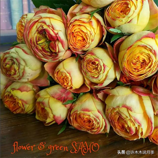 根瘤病用什么农药治,治疗根瘤病的药(月季癌症得了一个传染一大片) 根瘤病用什么农药治,治疗根瘤病的药(月季癌症得了一个传染一大片)