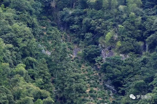黄山毛峰属于什么茶，毛峰茶叶多少钱一斤（带您了解真正的黄山毛峰）