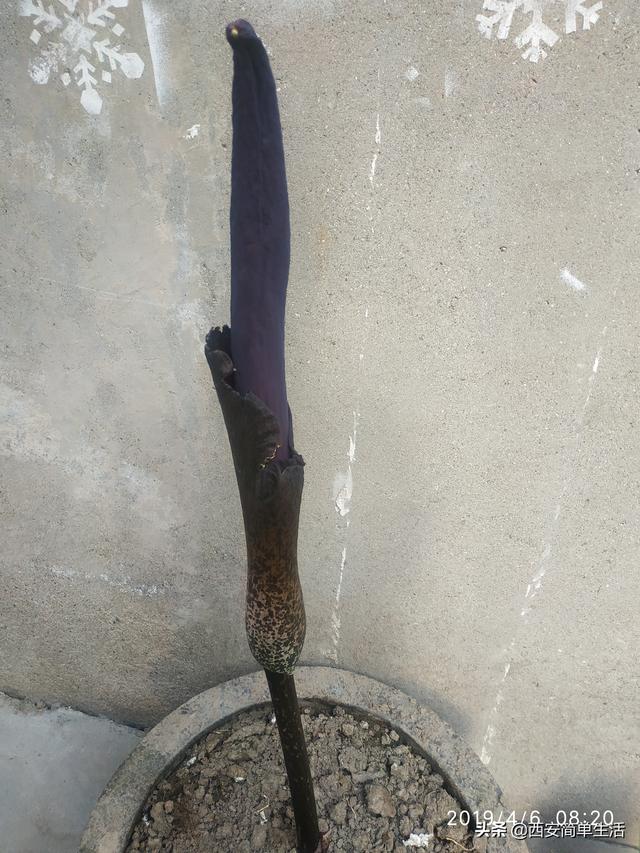 中国大的魔芋产地，魔芋产地陕西（四年才开一次花的魔芋）