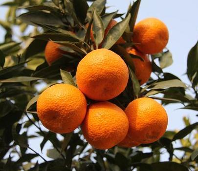 柑橘品种怎么分，柑橘品种（来看看你认识几个）