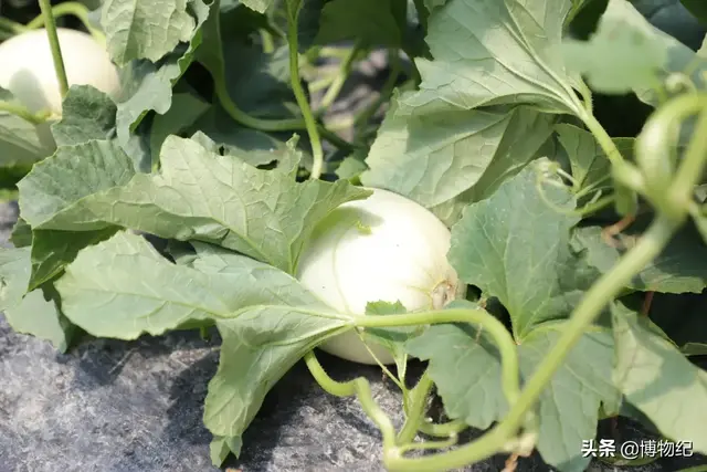 玉菇甜瓜的功效与作用，玉菇甜瓜的营养（“玉菇”甜瓜就要上市）