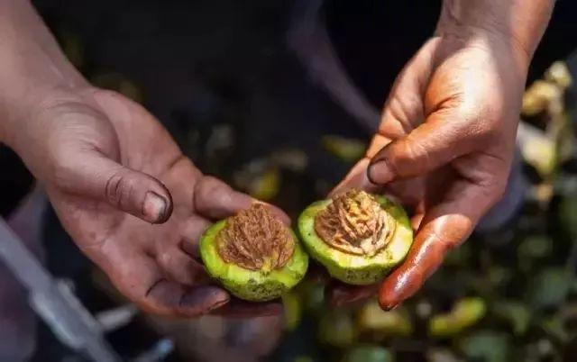 文玩核桃狮子头36万，赌核桃（文玩核桃狮子头大全）