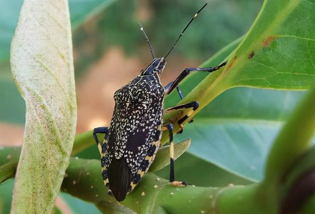 臭虫长得什么样子的，湖北十堰臭虫泛滥