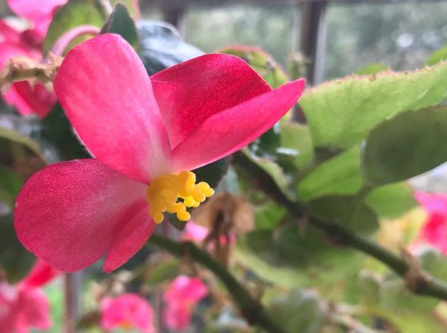 观音莲的花语，观音菩萨与莲花的寓意（守护你的小幸福）