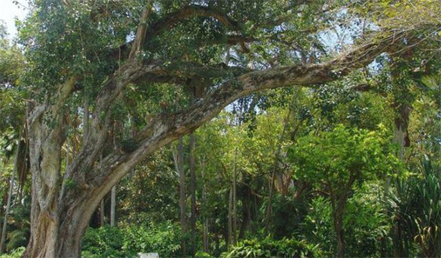 菩提树的寓意是什么，菩提树的寓意是什么意思（是智慧与神灵的化身）