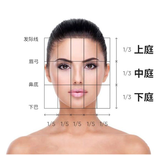 脸部位置图解大全图片，脸部各个部位名称图（五官的位置和大小）