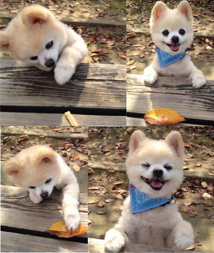 博美幼犬图片(博美纯种和不纯的对比)