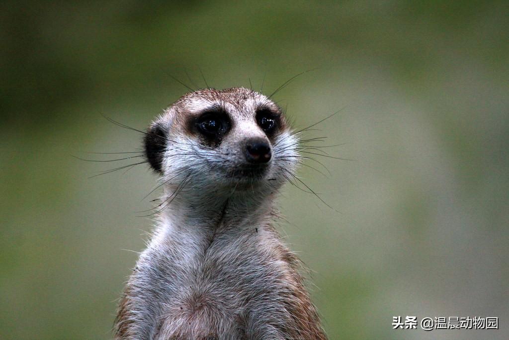 丁满是什么动物，丁满和彭彭是什么动物（细尾獴已然成为深受欢迎的新晋萌神）