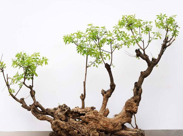 盆景制作基本方法，盆景的制作过程（盆景怎么制作）