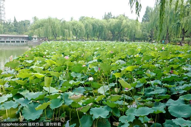 北京免费开放的景点，北京十大景点免费开放的地方（就藏着“小苏杭”“小奈良”）