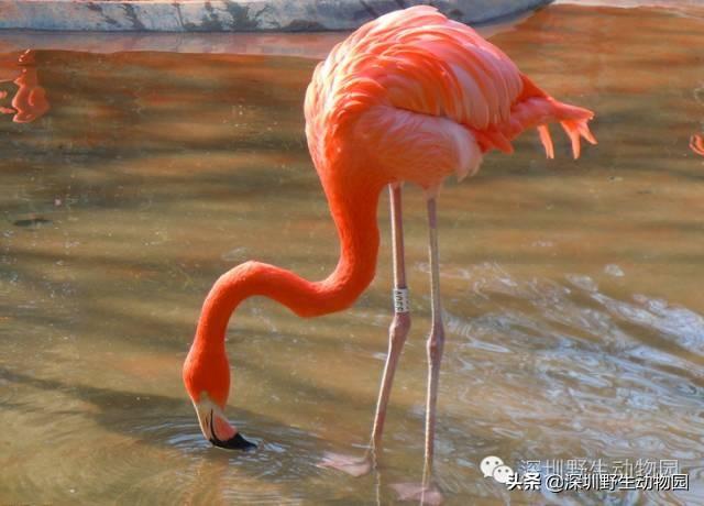 火烈鸟为什么是红色的，火烈鸟为什么是红色（火烈鸟身上的“十万个为什么”）