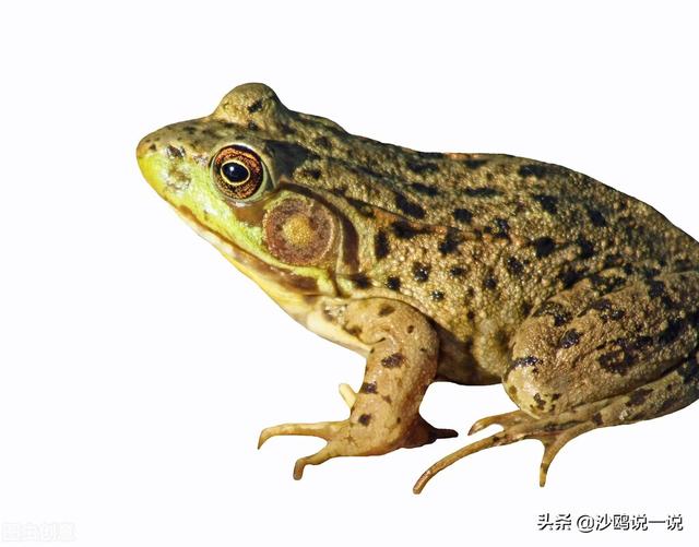 了不起是什么意思，了不起的意思是什么（邵阳土话汇总，乡音里怀念故乡）