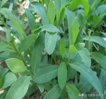 野荞麦根和乌鸡蛋煮，野荞麦根和乌鸡蛋煮水的功效（农业科普：53种野菜）