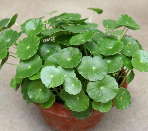 铜钱草怎么养，铜钱草的“3种”种植方法（铜钱草怎么养水培）