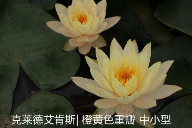 海尔芙拉的花期，海尔芙拉花苞（最能代表夏天的植物——碗莲、睡莲）