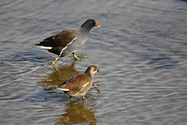 水鸡是什么，水鸡是什么车（西方秧鸡、叽咋柳莺......）