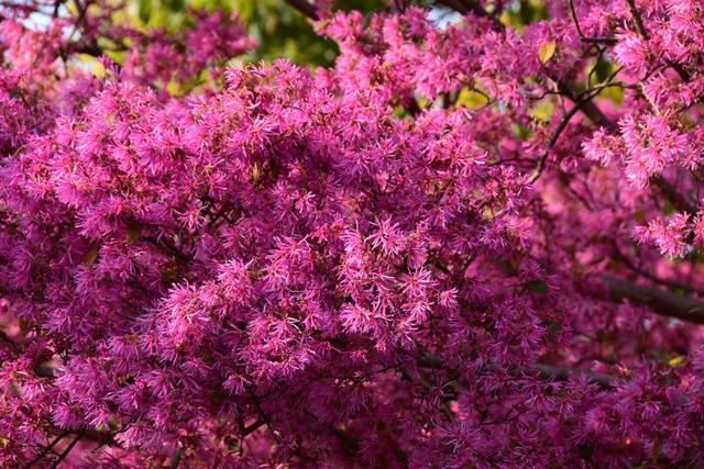 红花檵木价格(红花檵木价格18m)