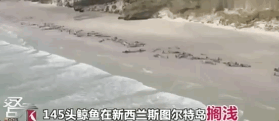 鲸鱼为什么集体“自杀”，鲸鱼为什么会死亡（鲸鱼为什么会集体自杀）