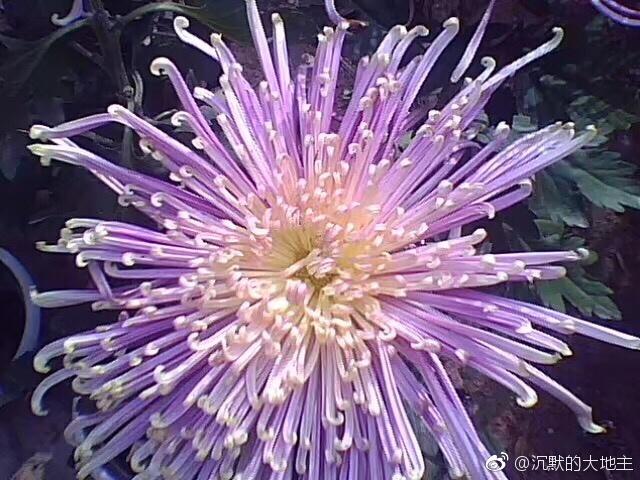 陶渊明为什么被称为靖节先生，陶渊明世称靖节先生是中国第一位什么诗人（这种陪伴陶渊明半生的花）