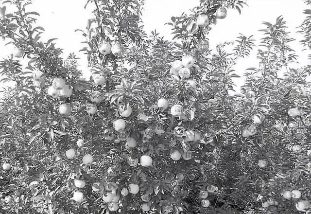 青岛好吃的,青岛好吃的最多的地方(八十五年前评出的“青岛十景”) 青岛好吃的,青岛好吃的最多的地方(八十五年前评出的“青岛十景”)