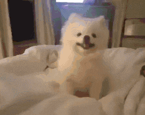 捕杀野狗和流浪狗的方法，捕流浪狗方法如下（非洲野狗作战能力超过“掏肛”的鬣狗）