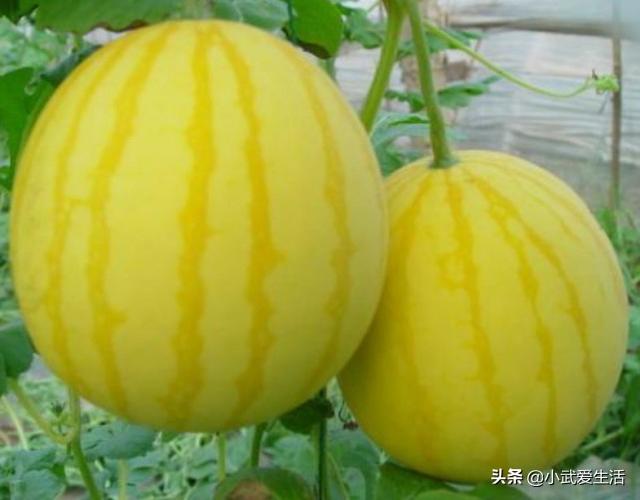 黄皮瓜叫什么水果，南方水果黄皮（这种皮黄肉红的西瓜极少见）