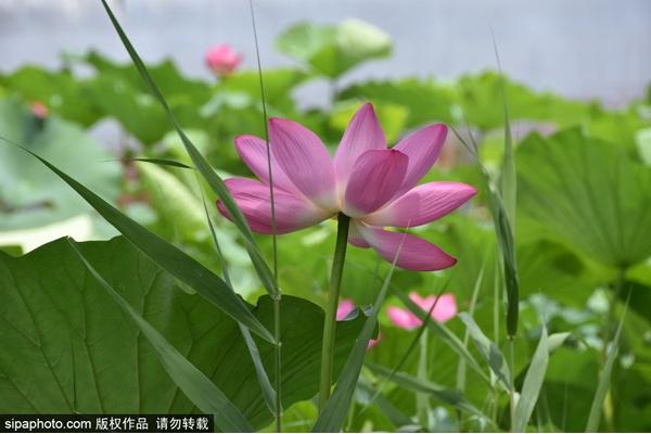 颐和园必看十大景点，颐和园有哪些景点值得去玩（这10个最美赏荷地等你来）