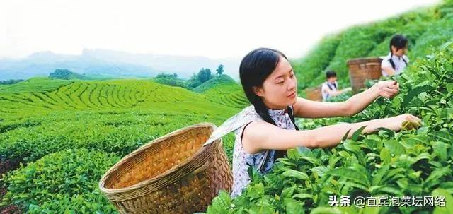 空山茶产自哪里，《三十而已》中的“空山茶”