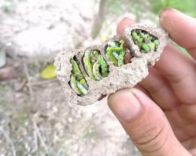 陶氏益农豆杰多少钱(虫螨腈茚虫威等) - 价格百科