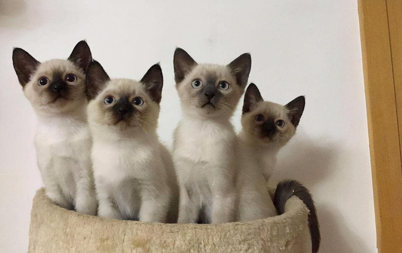 猫的品种图片名字大全（最热门的10种猫）