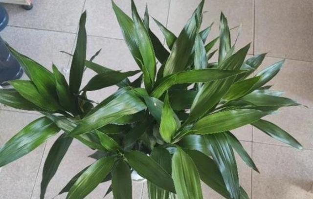 水培富贵竹叶子发黄怎么救，水养富贵竹叶子发黄怎么办（水养富贵竹叶子发黄是什么原因）